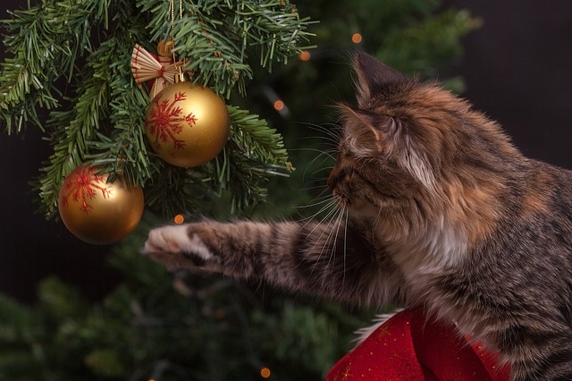 kočka u vánočního stromu.jpg