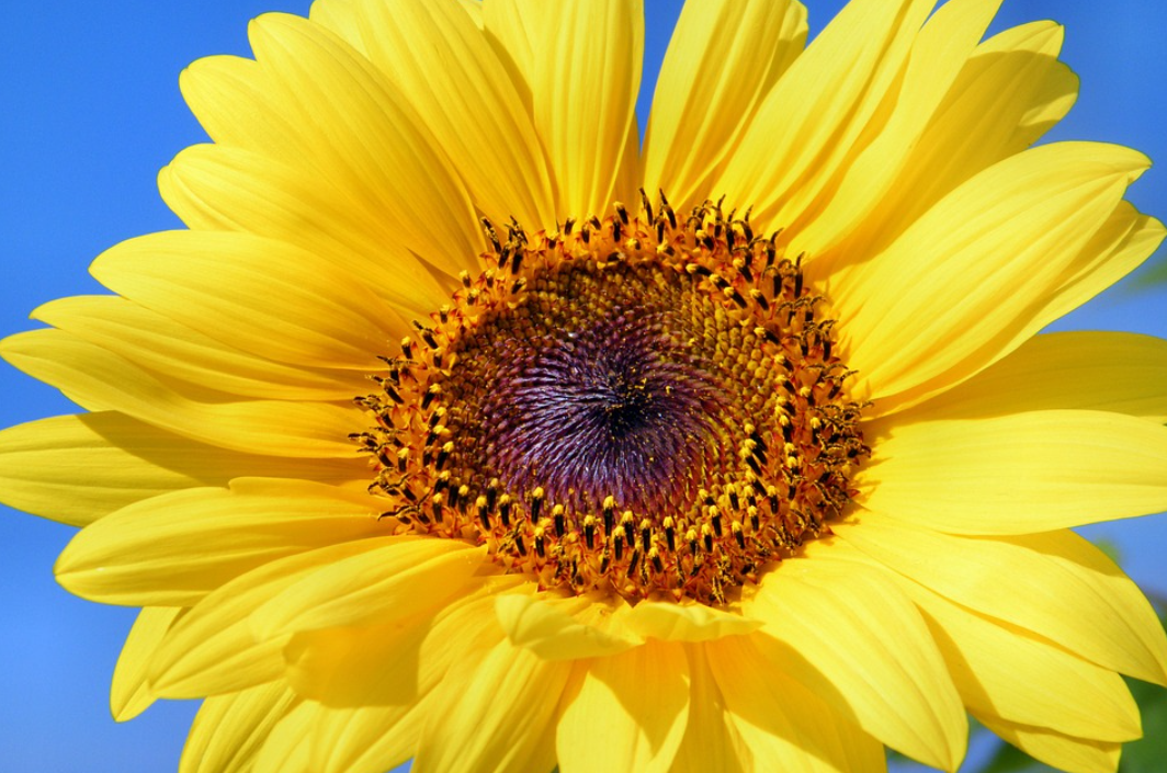 květ slunečnice